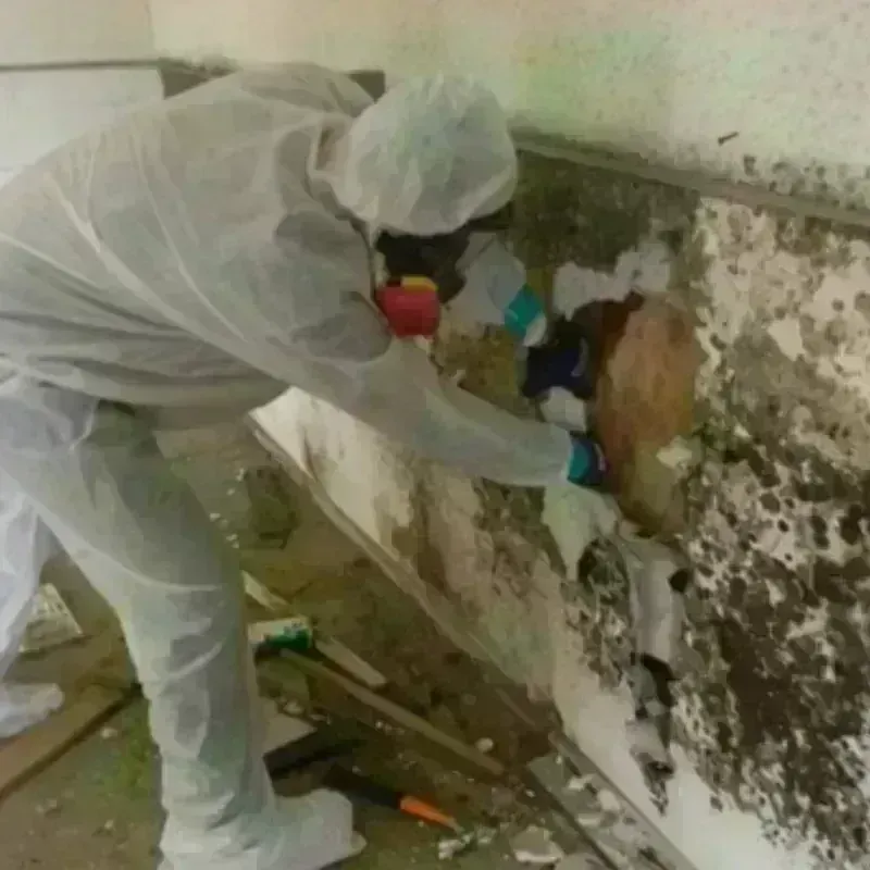 Mold Remediation and Removal in Norfolk, MA